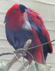 Purple Parrot