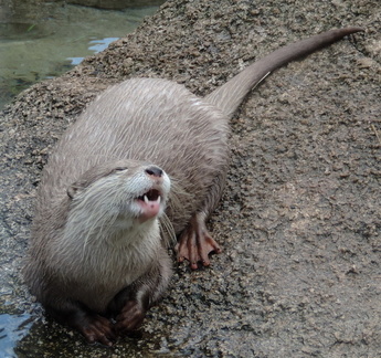 Otter
