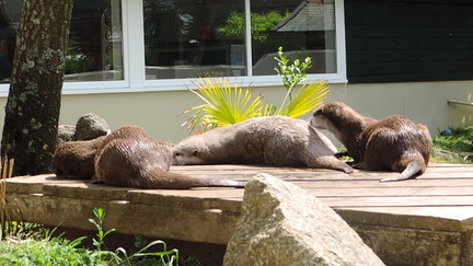 Otters