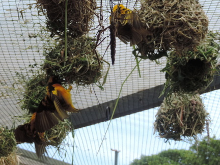 Nests
