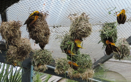 Nests
