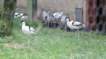 Birds