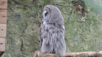 009-Owl