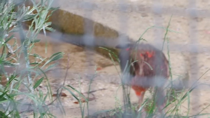 Pecking bird