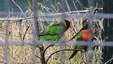 Lorikeets