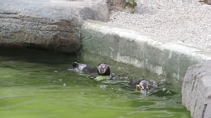 Penguins