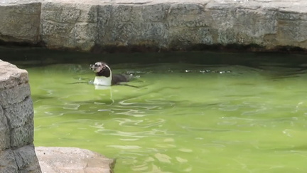 Penguins
