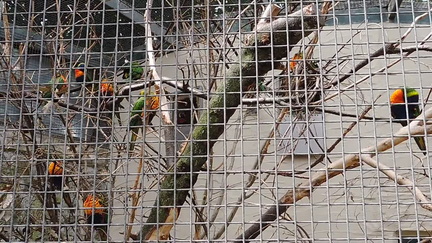 Lorikeets