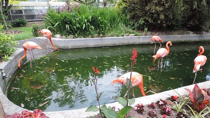 Flamingoes