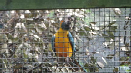Blue & yellow parrot