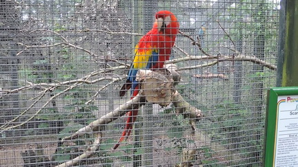Macaw