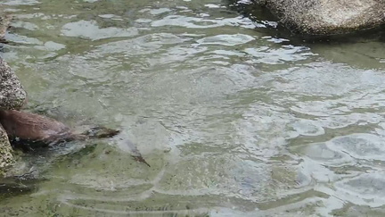 Otter