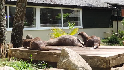 Otters