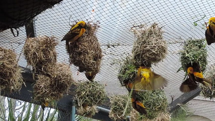 Nests
