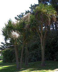 Palm trees