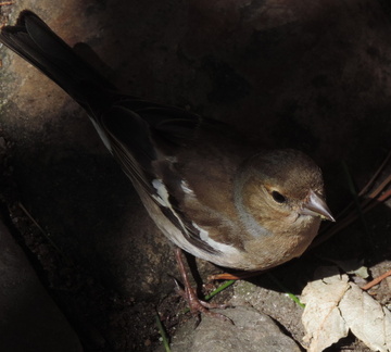Bird