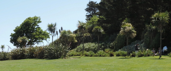 Palm trees