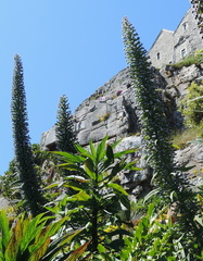 Cycads