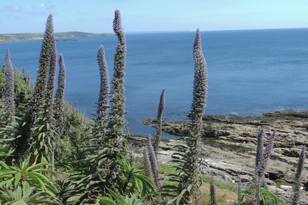 Cycads