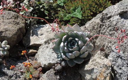 Succulent