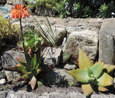 Plants