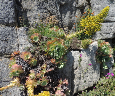Plants