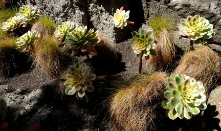 Plants