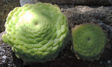 Succulents