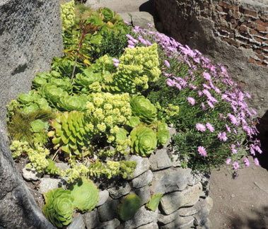 Plants