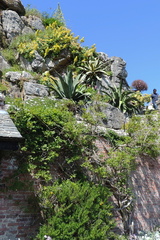 Plants