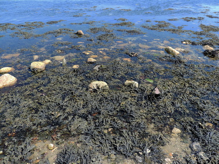 Seaweed