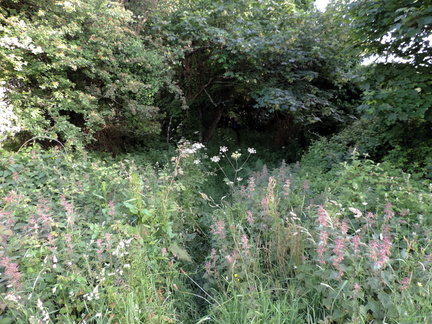 Overgrown path