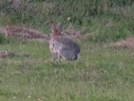 Rabbit
