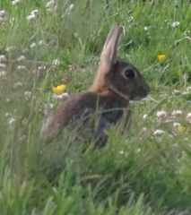 Rabbit