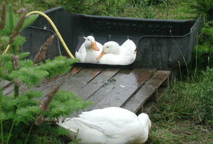 Ducks