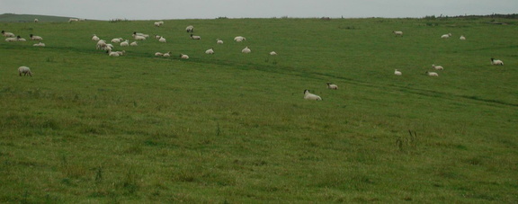 Sheep