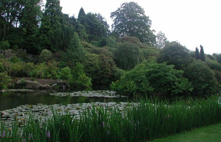 Lake with trees