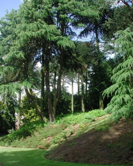 Trees