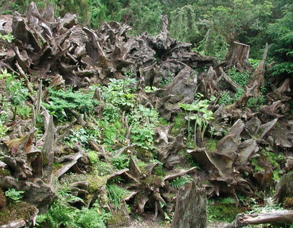 Roots