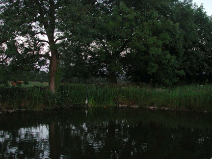 Lake beneath the trees