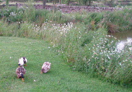 Ducks