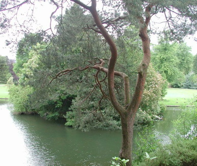 Tree by lake