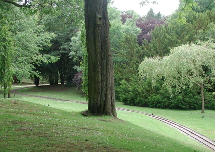 Tree by tracks