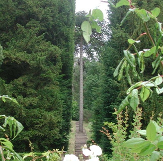 Tree in steps