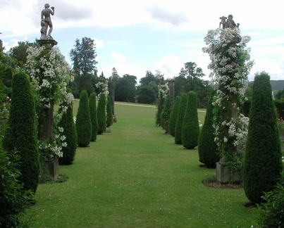 Trees