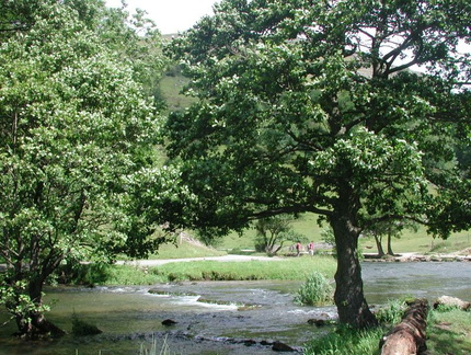 Weir below the trees