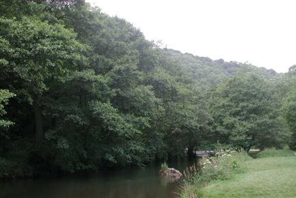 Stream below the trees