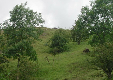 Goat on a slope