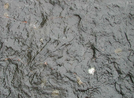 Crinoids