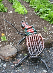 Beetle